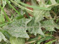 Podosphaera erigerontis-canadensis - padlí
