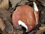 Russula velenovskyi - holubinka Velenovského
