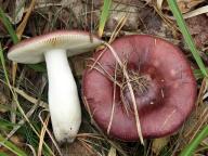Russula caerulea - holubinka ho�k�