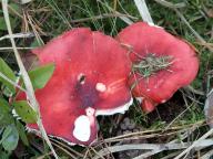 Russula emetica - holubinka vrhavka