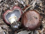 Stropharia rugosoannulata - l�mcovka vr�s�itoprstenn�