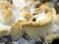 Hericium cirrhatum