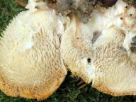 Hericium cirrhatum