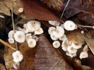 Marasmius epiphyllus - �pi�ka listov�