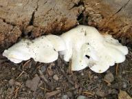 Ossicaulis lignatilis - strm�lka d�evn�