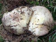 Russula ilicis - holubinka dubová