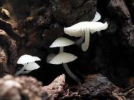 Mycena olida - helmovka žlutavotemenná