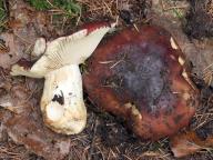 Russula viscida - holubinka lepkavá