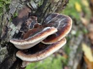 Ischnoderma resinosum - smolokorka buková