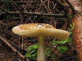 Amanita crocea