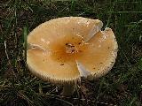 Amanita crocea