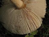 Amanita crocea