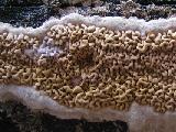 Serpula himantioides