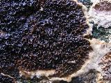 Serpula himantioides