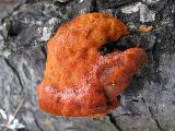 Pycnoporus cinnabarinus 