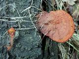 Pycnoporus cinnabarinus 