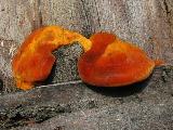Pycnoporus cinnabarinus 