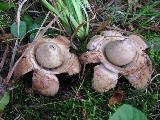 Geastrum triplex 