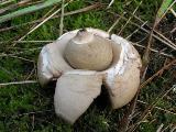 Geastrum triplex 