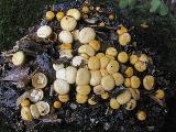 Crucibulum laeve