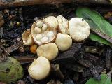 Crucibulum laeve