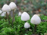 Mycena arcangeliana