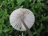 Mycena arcangeliana 