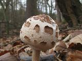 Macrolepiota konradii