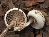 Macrolepiota konradii 