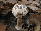 Macrolepiota konradii 