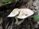 Ripartites tricholoma 