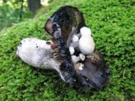 27.08.2010 Roztoky 27.08.2010 Roztoky