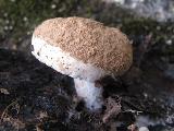 Asterophora lycoperdoides