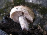 Asterophora lycoperdoides 