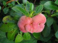 15.08.2009, Rhododendron hirsutum, Rakousko, Raxalpe 15.08.2009, Rhododendron hirsutum, Rakousko, Raxalpe