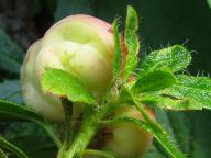 15.08.2009, Rhododendron hirsutum, Rakousko, Raxalpe 15.08.2009, Rhododendron hirsutum, Rakousko, Raxalpe