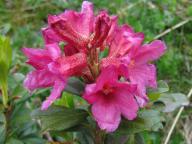 26.06.2010, Rhododendron ferrugineum, Rakousko, Korutany 26.06.2010, Rhododendron ferrugineum, Rakousko, Korutany