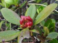 26.06.2010, Rhododendron ferrugineum, Rakousko Korutany 26.06.2010, Rhododendron ferrugineum, Rakousko Korutany