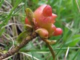 Exobasidium rhododendri 