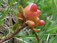 26.06.2010, Rhododendron ferrugineum, Rakousko, Korutany 26.06.2010, Rhododendron ferrugineum, Rakousko, Korutany