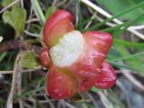 Exobasidium rhododendri 