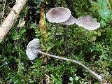 Mycena leptocephala