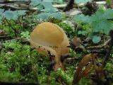 Otidea concinna