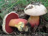 Rubroboletus satanas 