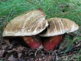 Rubroboletus satanas 