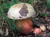 Rubroboletus satanas 