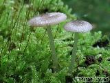 Pluteus hispidulus 