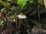 Pluteus hispidulus 