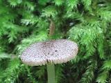 Pluteus hispidulus 