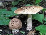 bedla ostroupinn